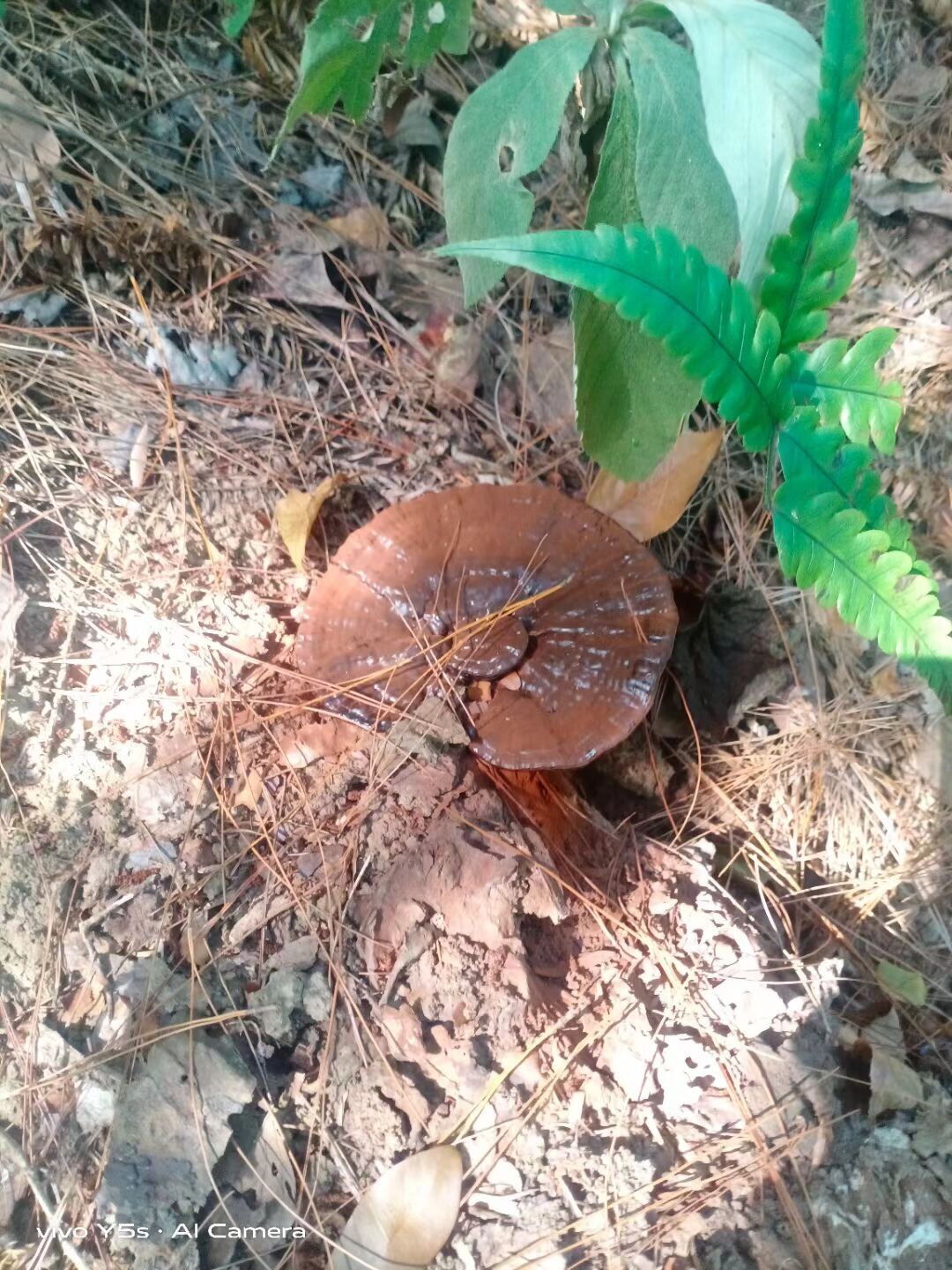 你一定没有见过真正的野生灵芝生长环境吧?