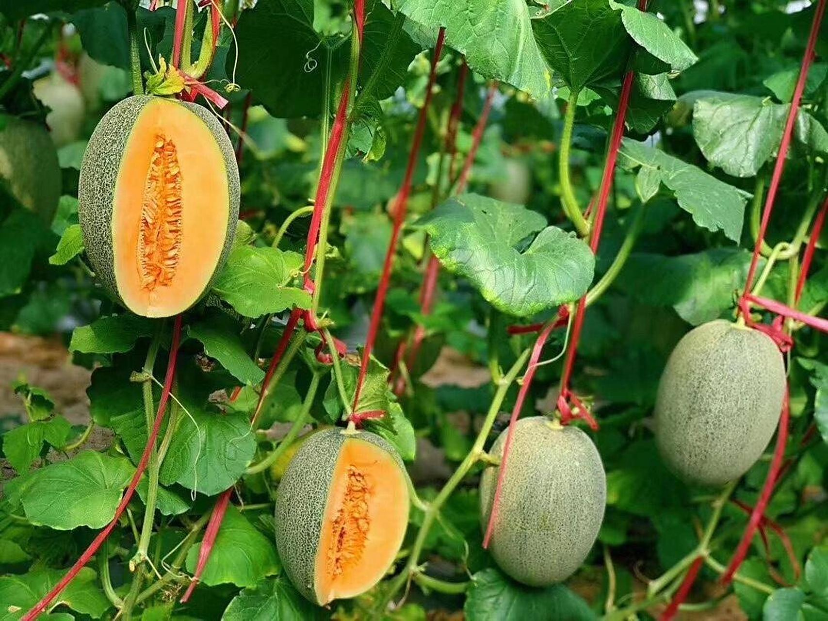 来自海南核心种植区东方市,北纬18度上生长的自然熟的哈密瓜,海沙地