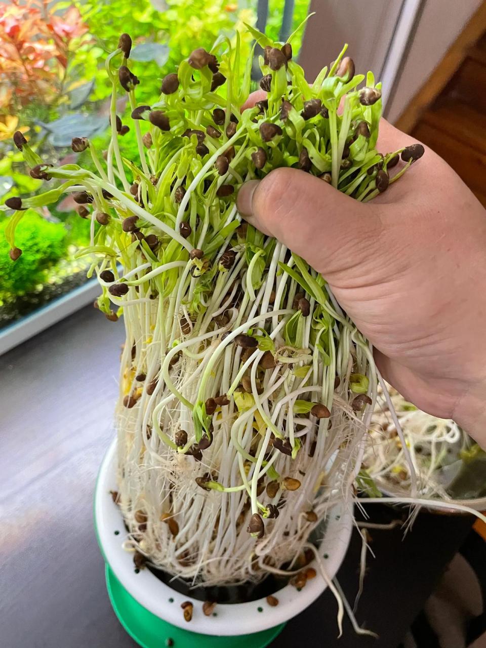 3[灵光一闪][灵光一闪][灵光一闪]空心菜芽苗菜有点失败,放的种子太多