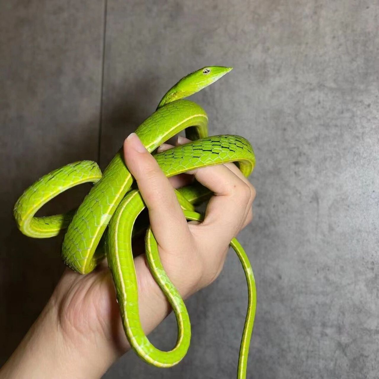 可以养得活的无毒绿色蛇蛇(不是翠青 图一绿锦蛇(吃鼠 图二绿瘦蛇(吃