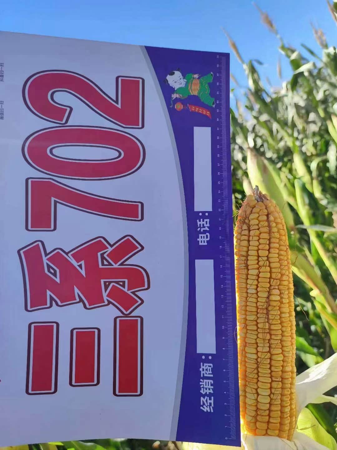 三国审八第一白轴大棒型品种三系伟科702到货了