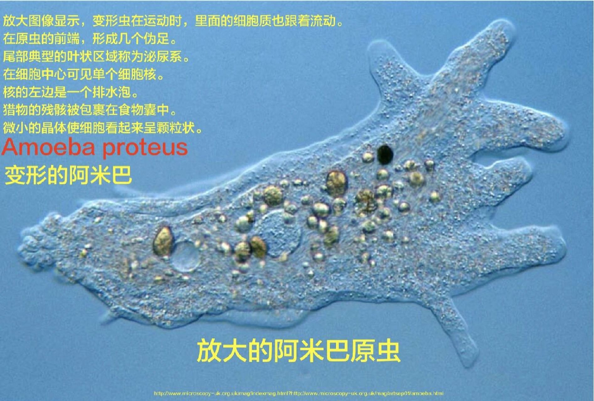 阿米巴是个原虫 又见变形虫,能通过伪足来移动.