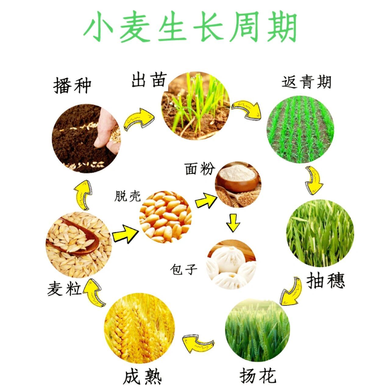小麦是三大谷物之一,是新石器时代的人类对其野生祖先进行驯化的参镲
