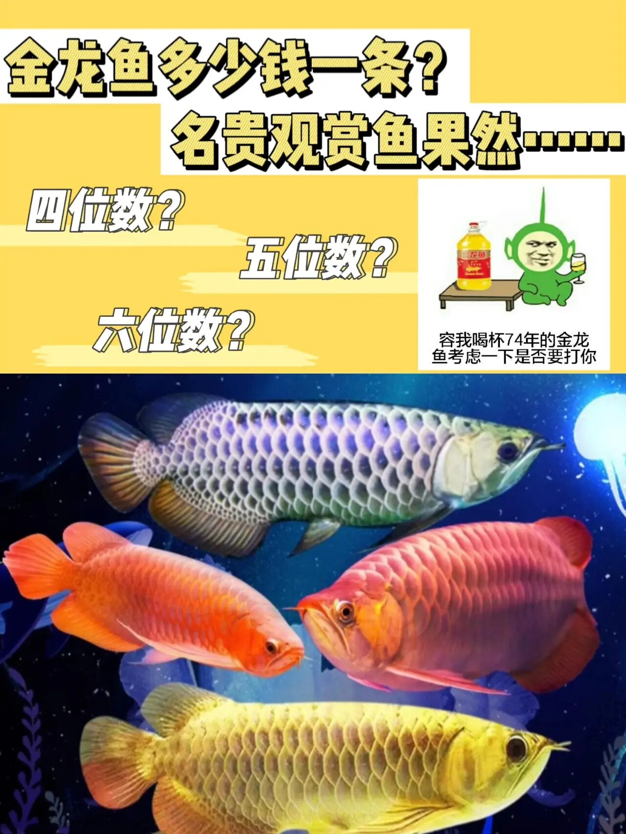 金龙鱼多少钱一条?名贵观赏鱼果然不便宜