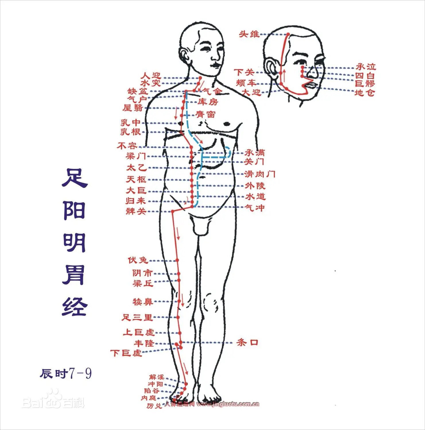 这条经络让你"面如桃花" 在人体的经络中,谁给面部供血最充足呢?