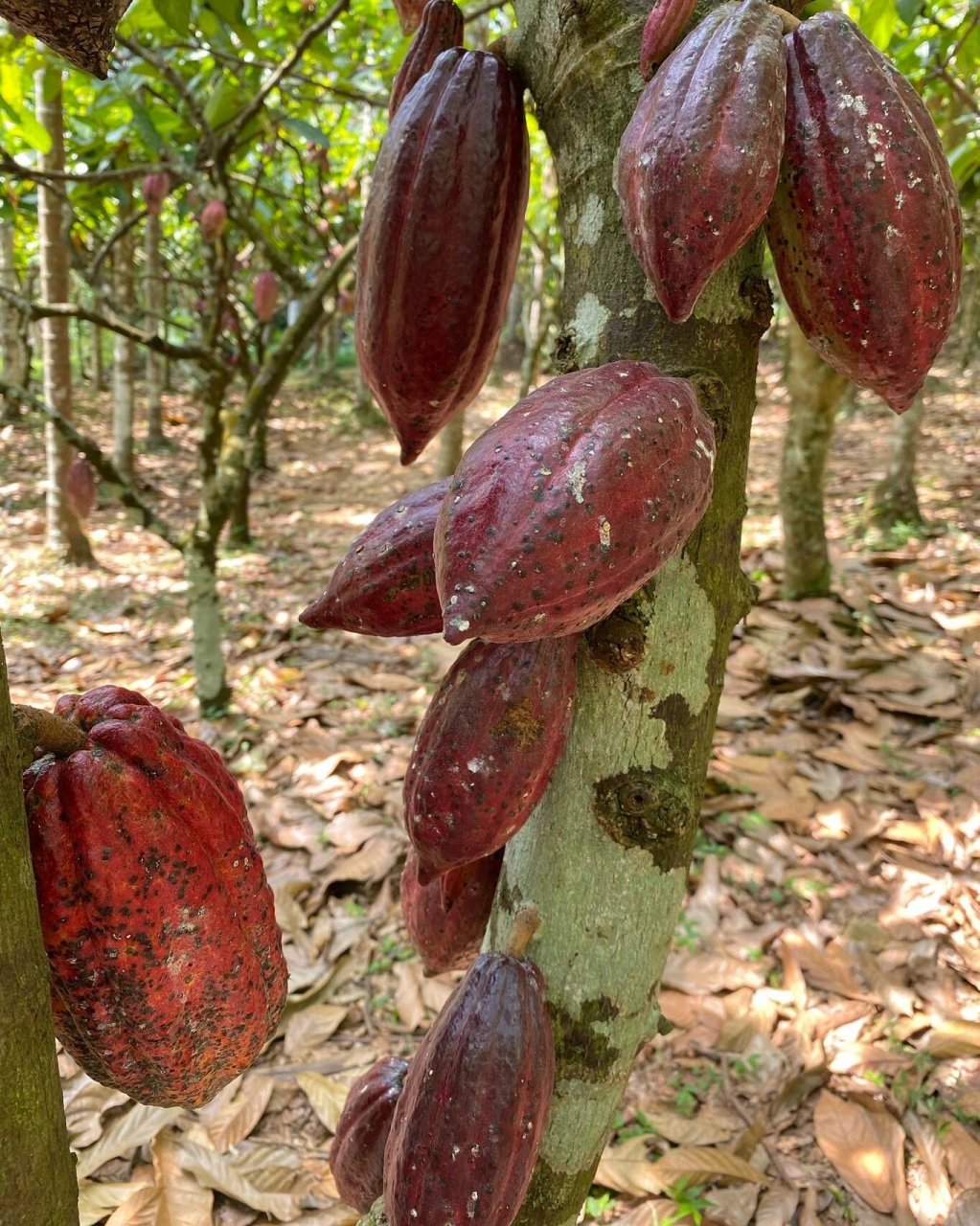 海南可可果种植园,我的可可果甜品灵感起源 这次趁年假去了海南兴隆的