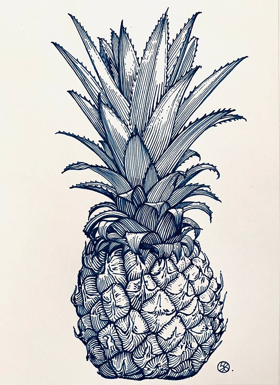 钢笔手绘水果36|菠萝(步骤图) 一直很想画菠萝95