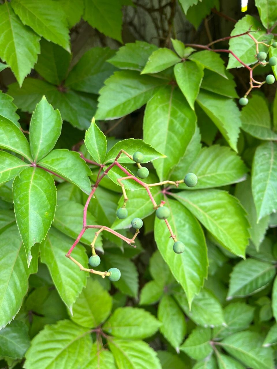 07.25五叶爬山虎 五叶爬山虎(学名:p.thomsoni)葡萄科爬山虎属.