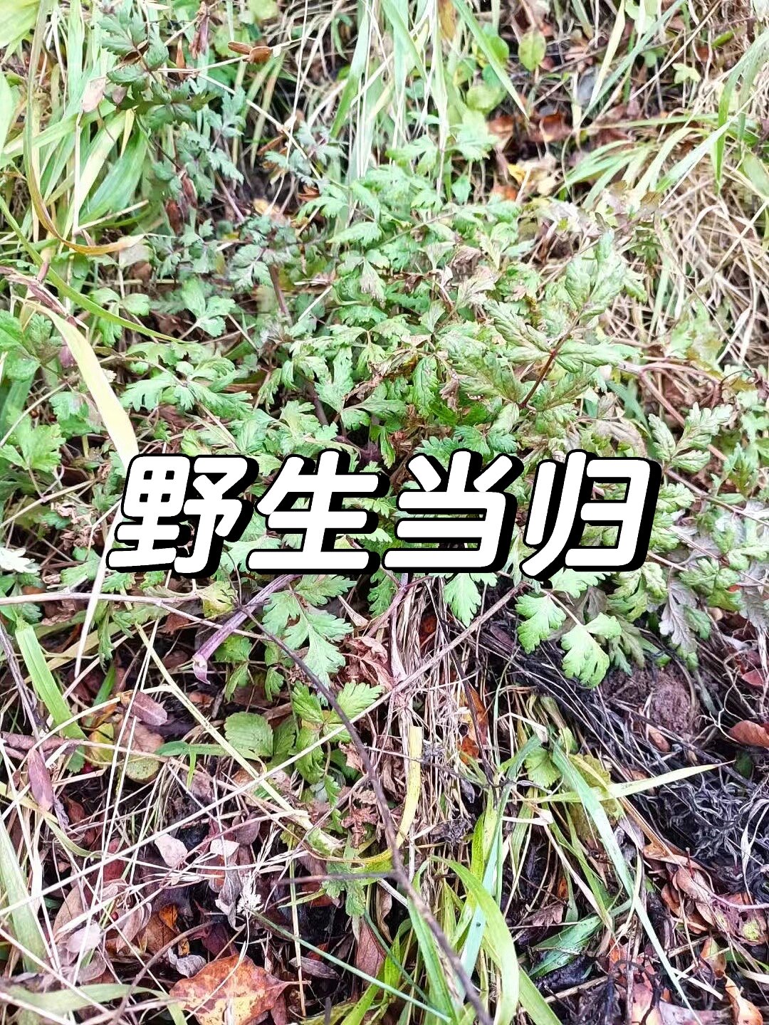 野生当归 补气补血