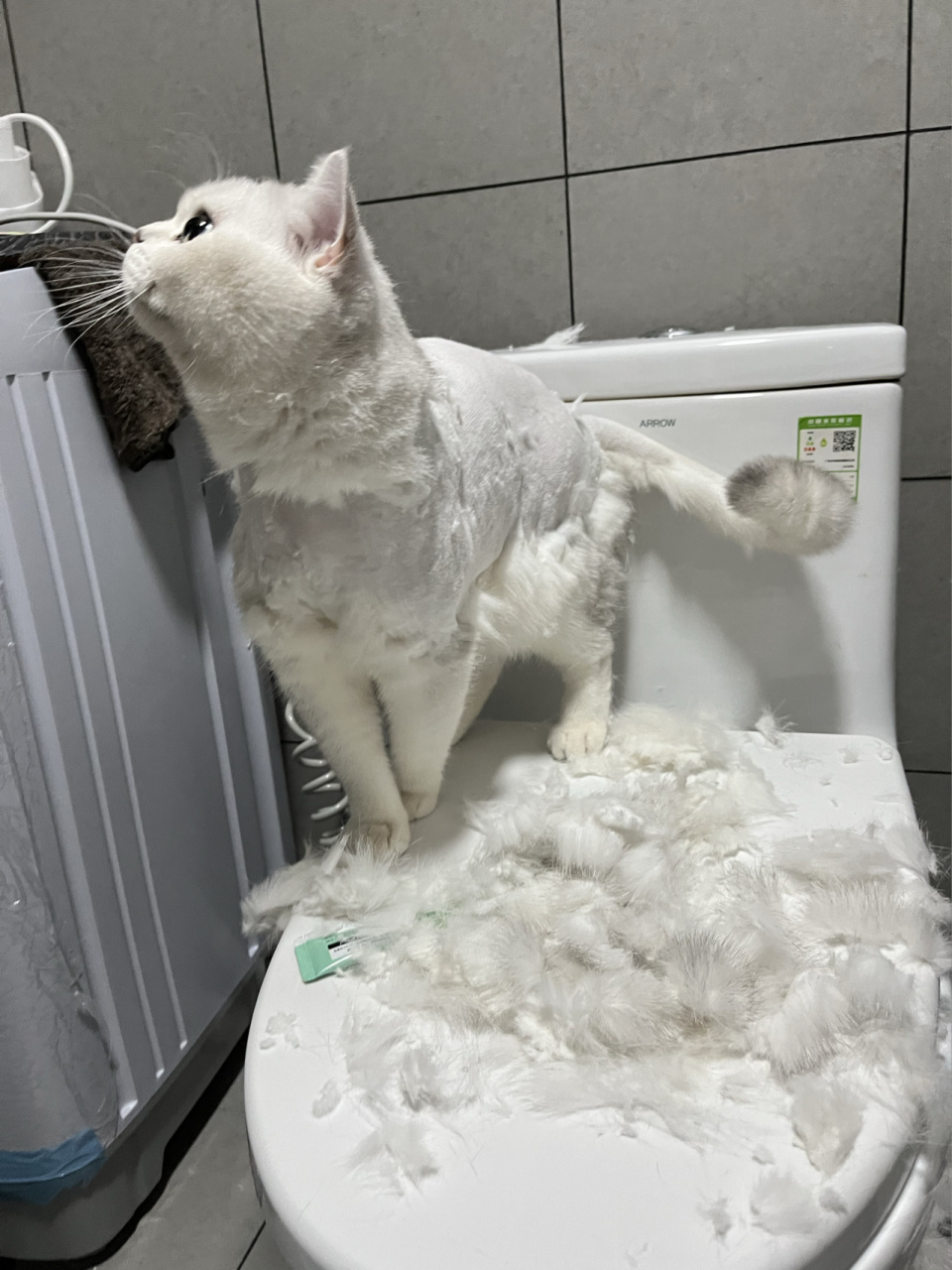 银渐层蜕变小狮子 好可爱的一只小狮子0315 最近换毛季 真是行走