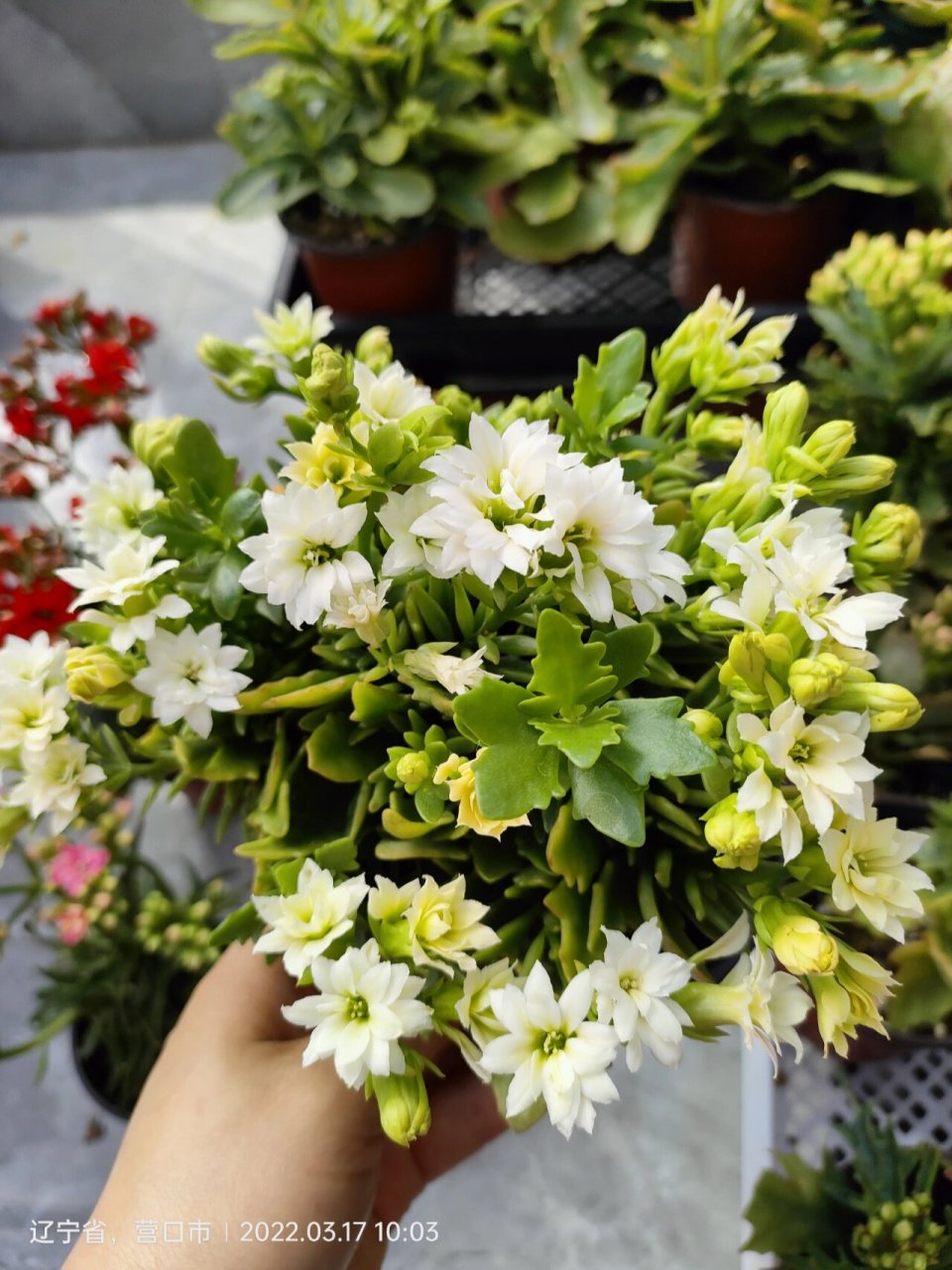 长寿花鹿角系列 当初和花友入了5色 结果橙色错版了 对版对品种控来说