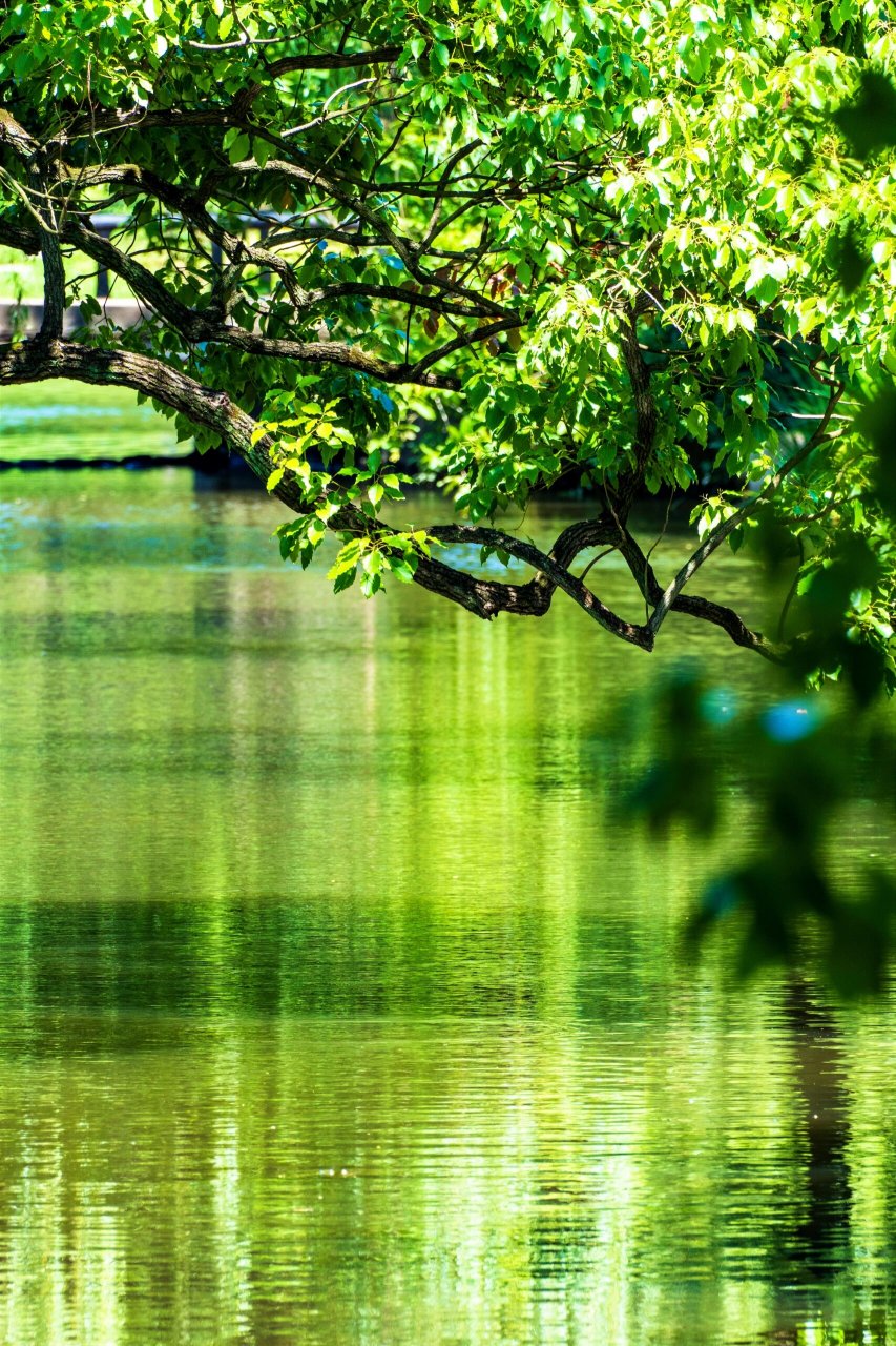 上海共青国家森林公园 介绍:共青森林公园位于上海市杨浦区,东濒