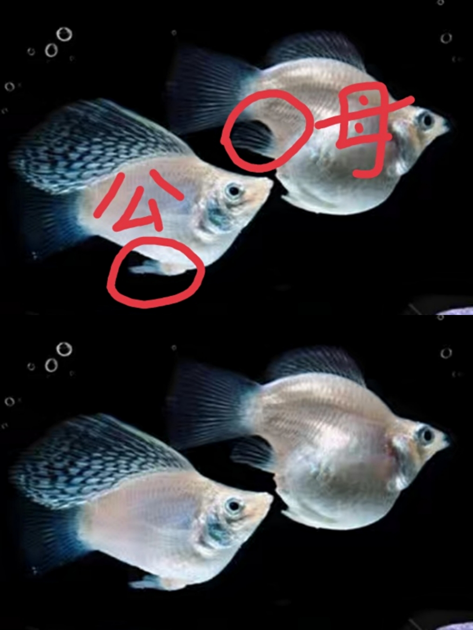 区别公母鱼的教程来啦 之前答应网友的要发一期区别公母的教程给新手