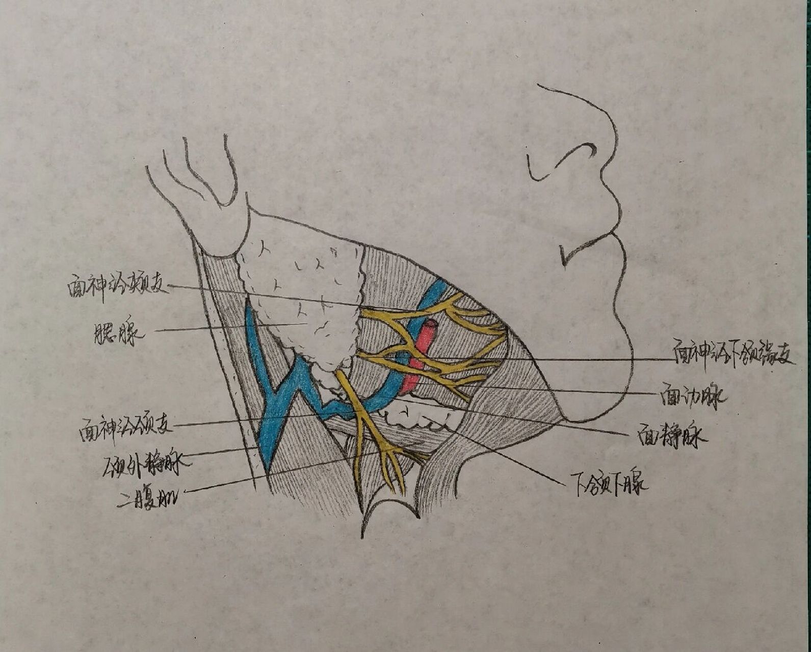 口腔解剖图手绘图片