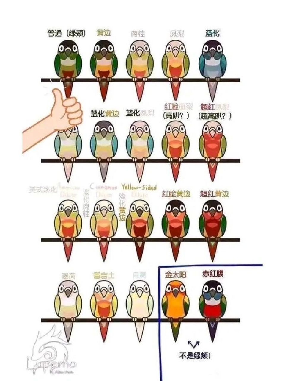 详细介绍 小太阳鹦鹉,学名绿颊锥尾鹦鹉.