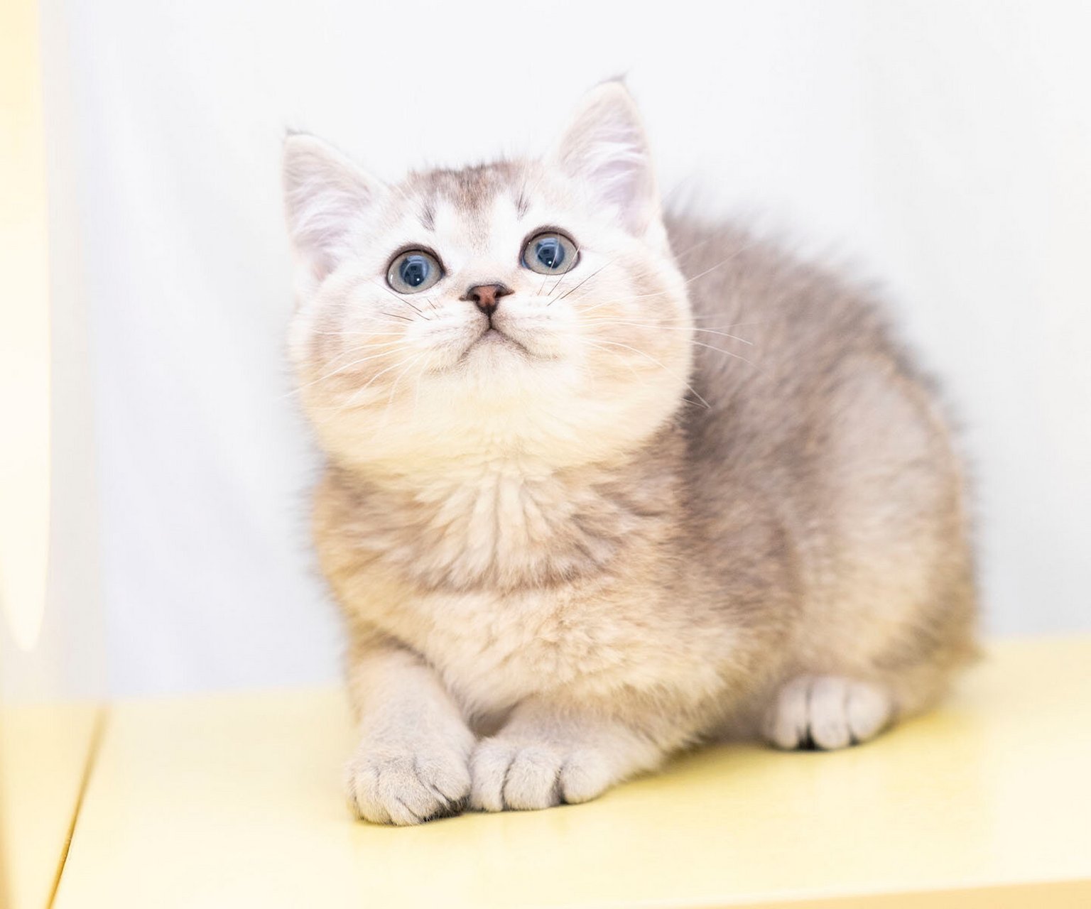 本地猫舍,可以上门看猫,猫咪实拍 	 自家繁育的包子脸蓝金渐层妹妹