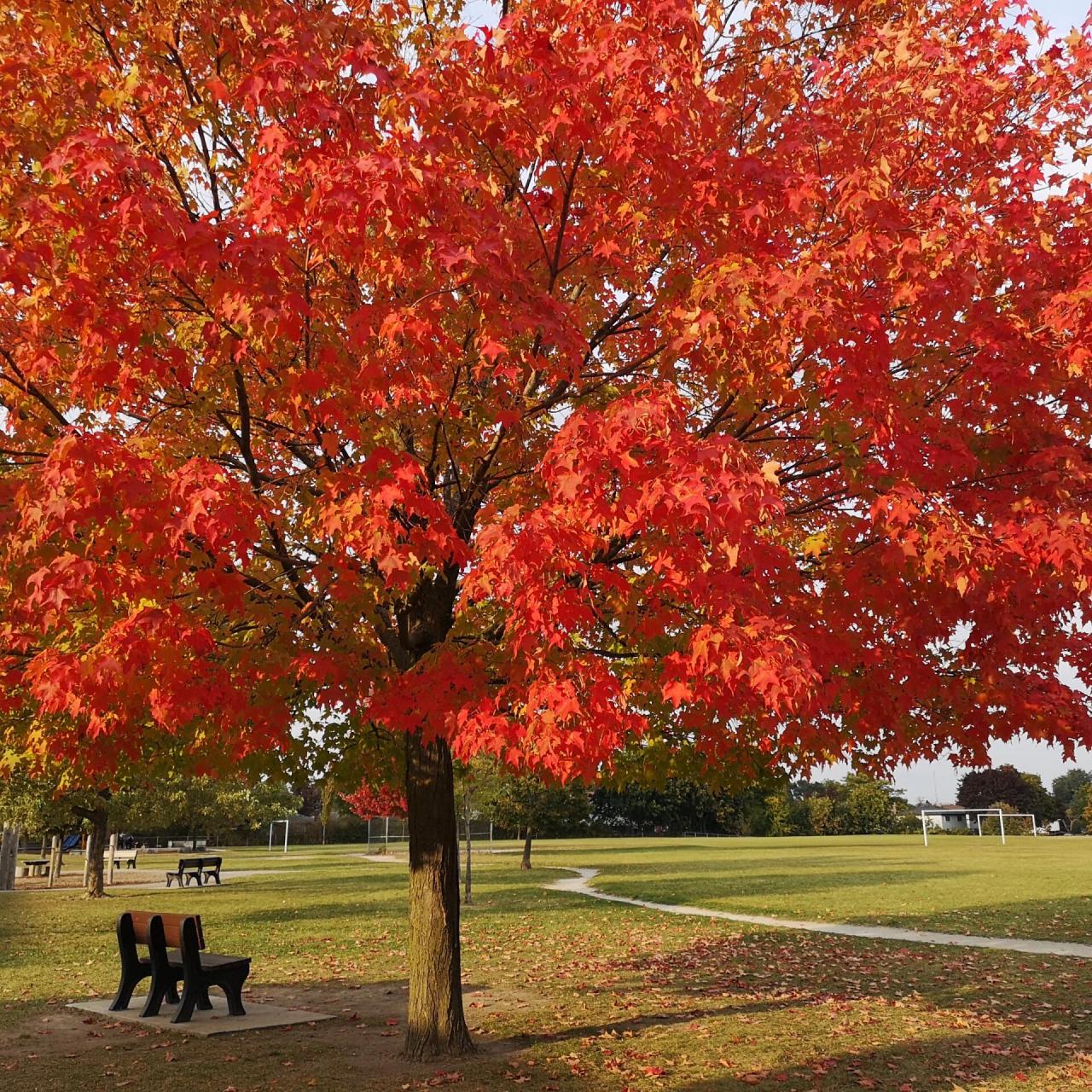 枫叶变红的原因 枫叶中含有花青素,花青素会根据ph值呈现红色,紫色和