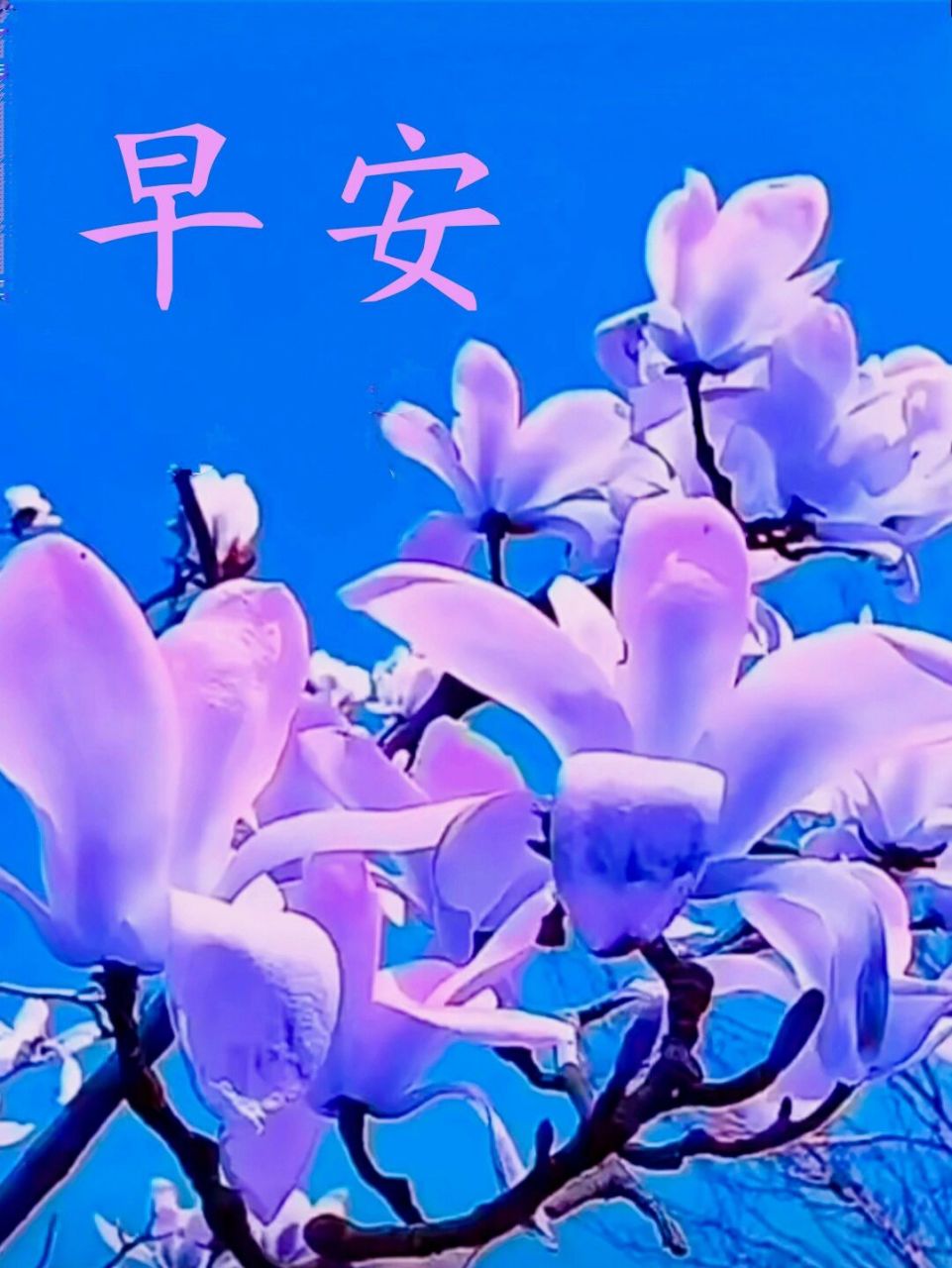 朋友圈早安问候文案图片春天来了 春去春来春又到, 春回大地展春貌.