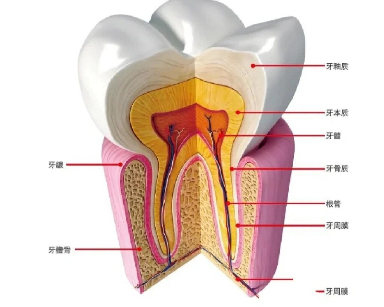 牙齿的部位名称示意图图片