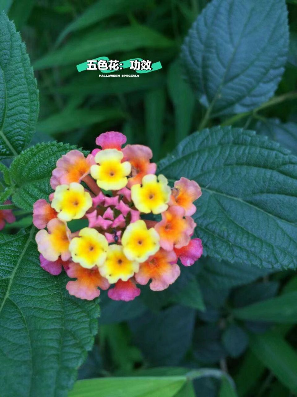 一,五色花可以强身健体 二,五色花能起到软化血管的作用 三,五色花