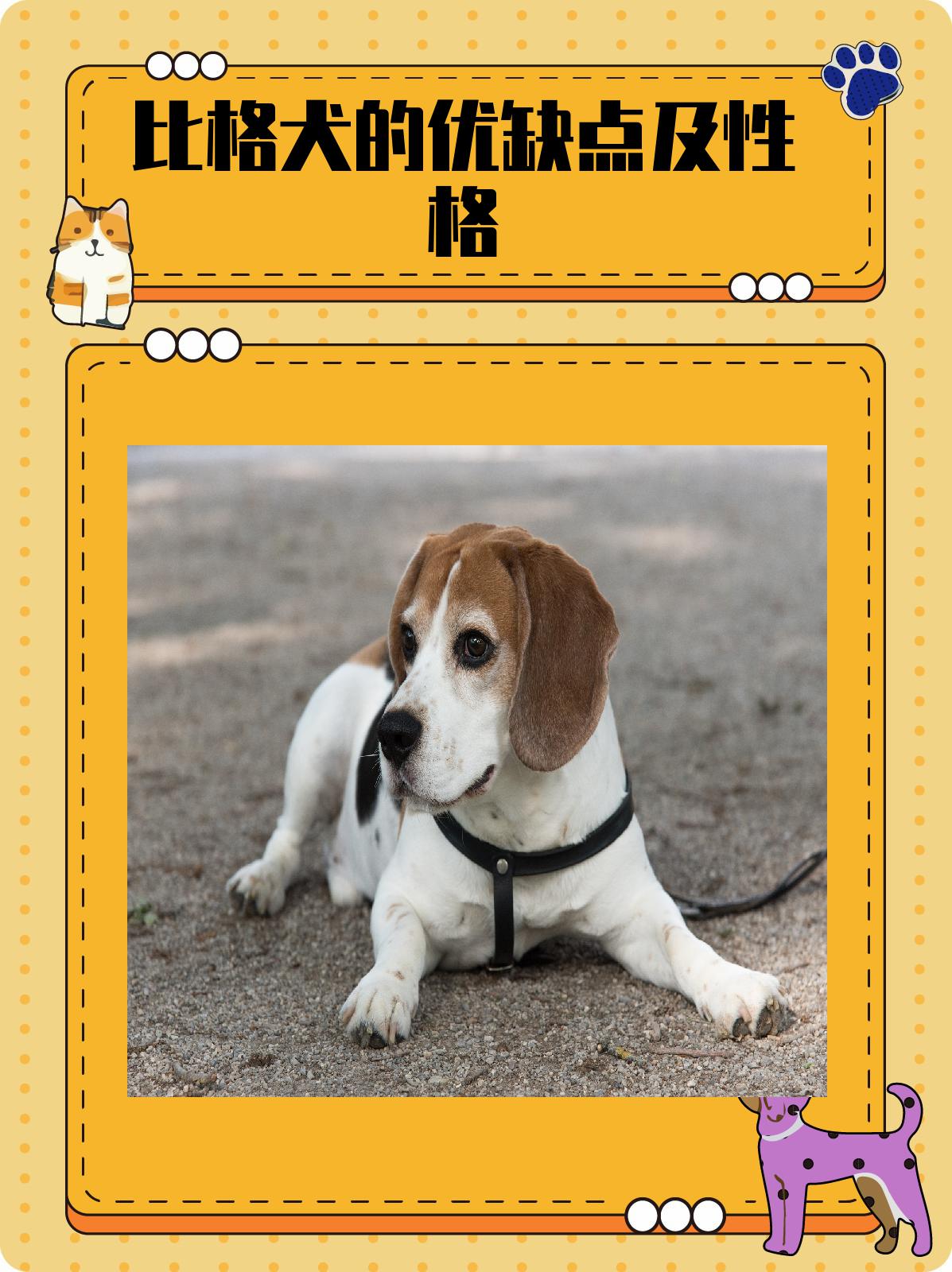 然而,在选择饲养比格犬时,需要考虑其精力旺盛,毛发掉落以及叫声可能