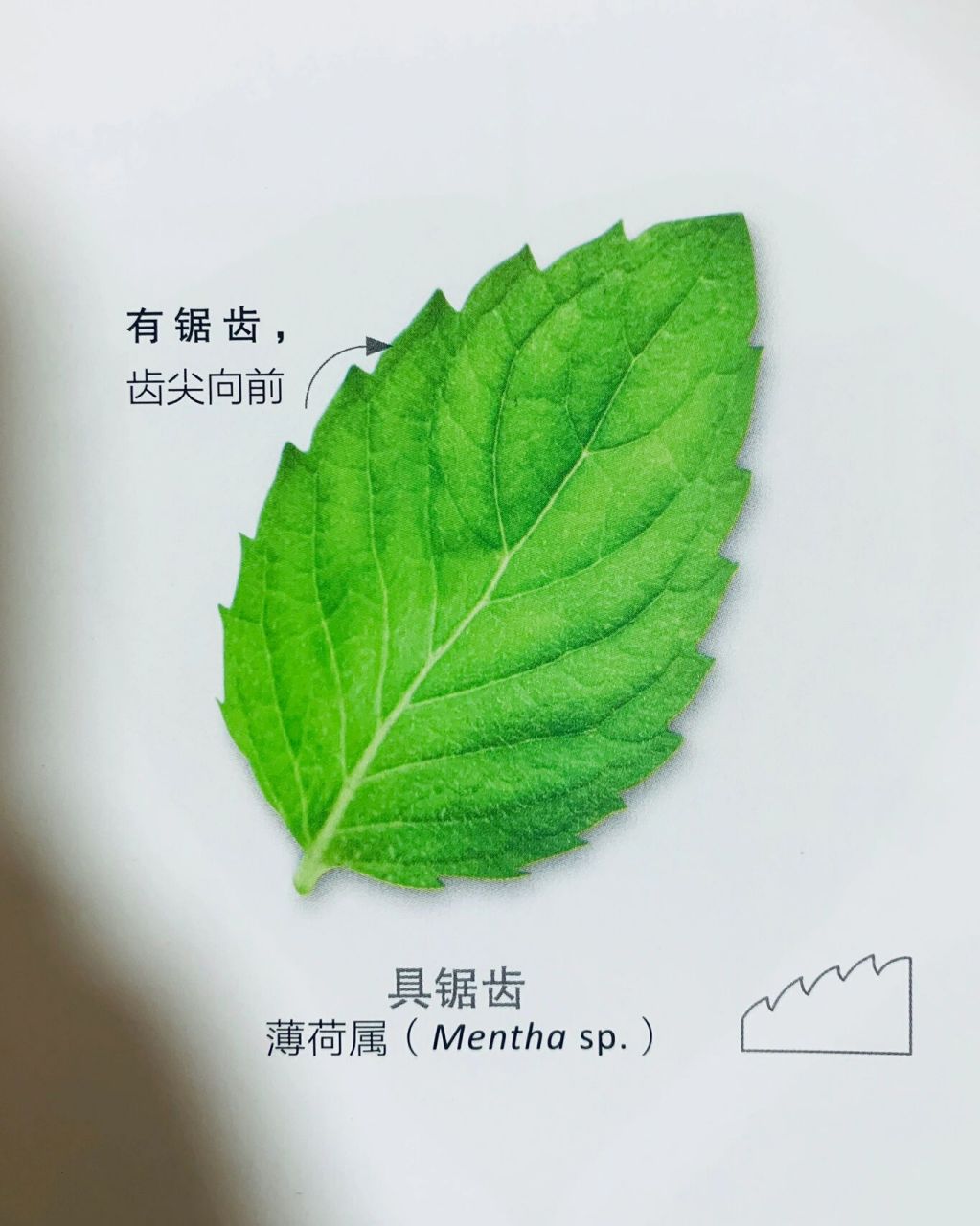 植物科普|观"缘"辨叶——叶缘形状分类26615 7815叶缘78