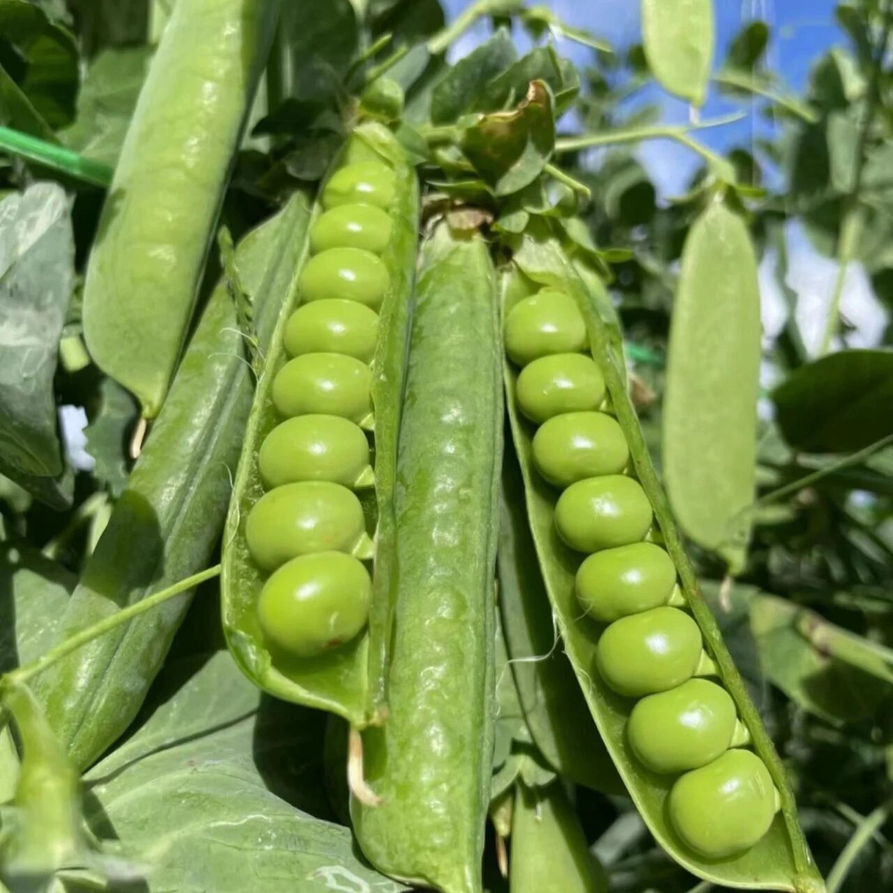 豌豆是一种攀爬性植物,有藤架的时候可以依靠柔软到触手丝攀爬到颐鬃