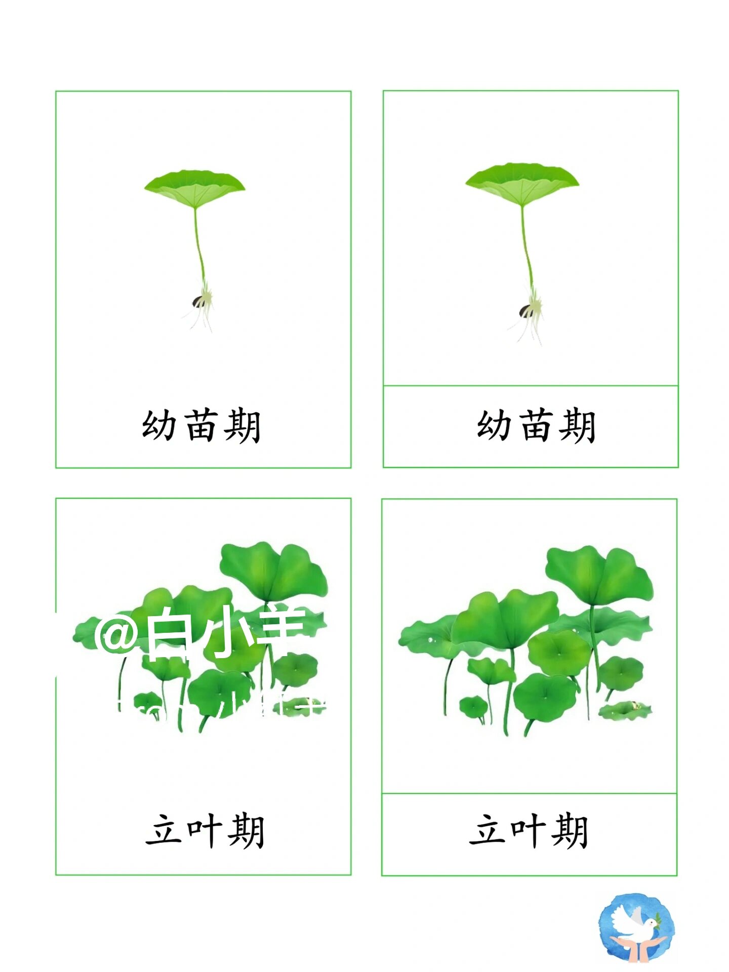 荷花的生长周期图图片