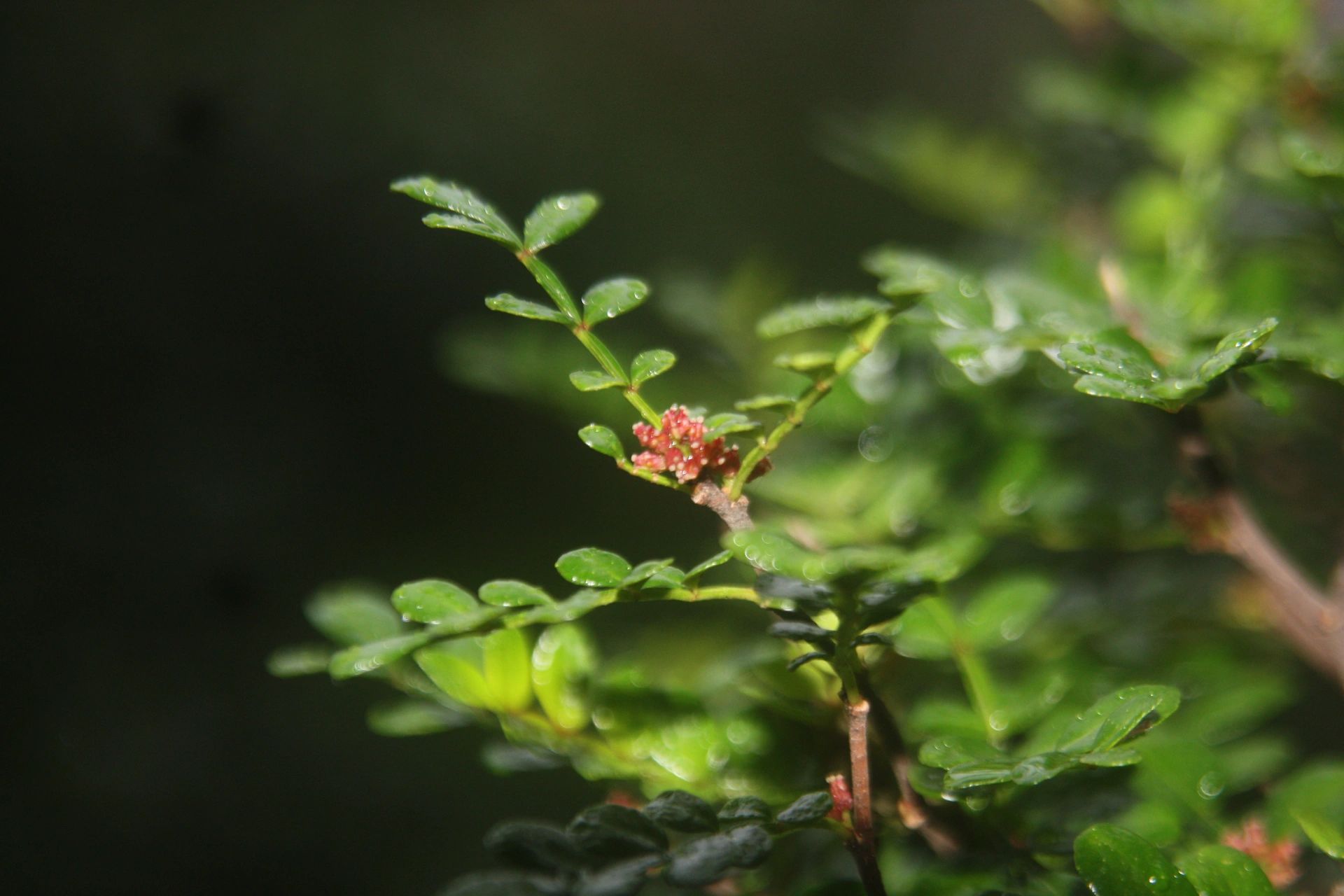 胡椒木开花了98 之前还以为是长得小叶片,最近几天开始变成红色了