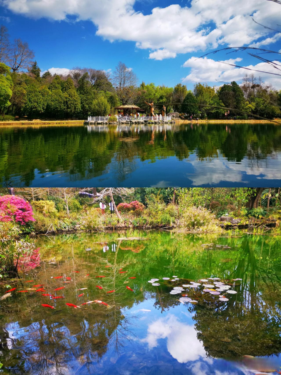 亲自去体验了一次大理三月好风光,蝴蝶泉边好梳妆的优美风景.