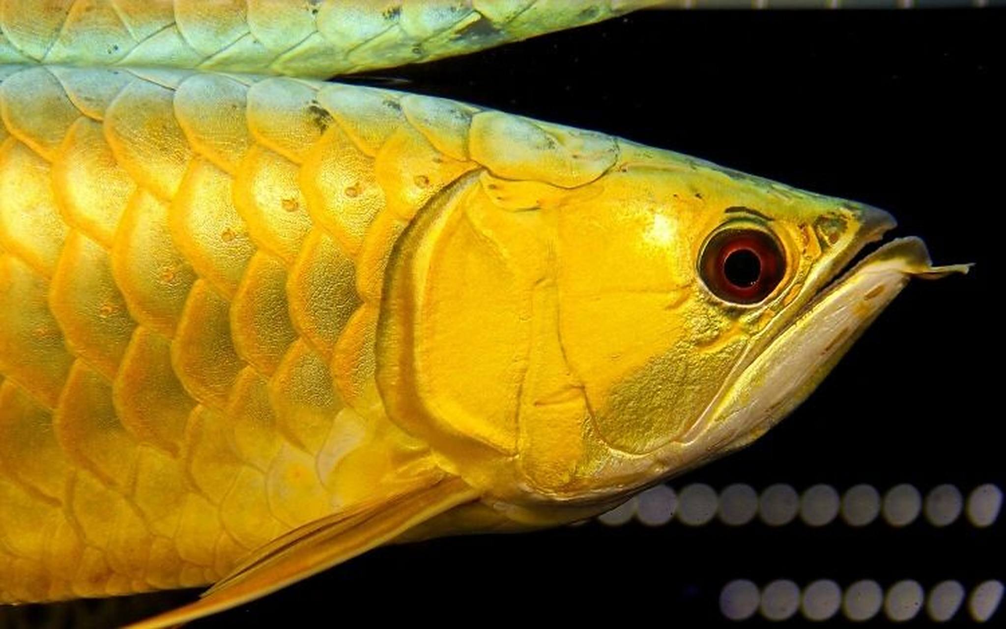 名贵观赏鱼—金龙鱼饲养指南 今天要讲的金龙鱼,可不是某种调和油,是