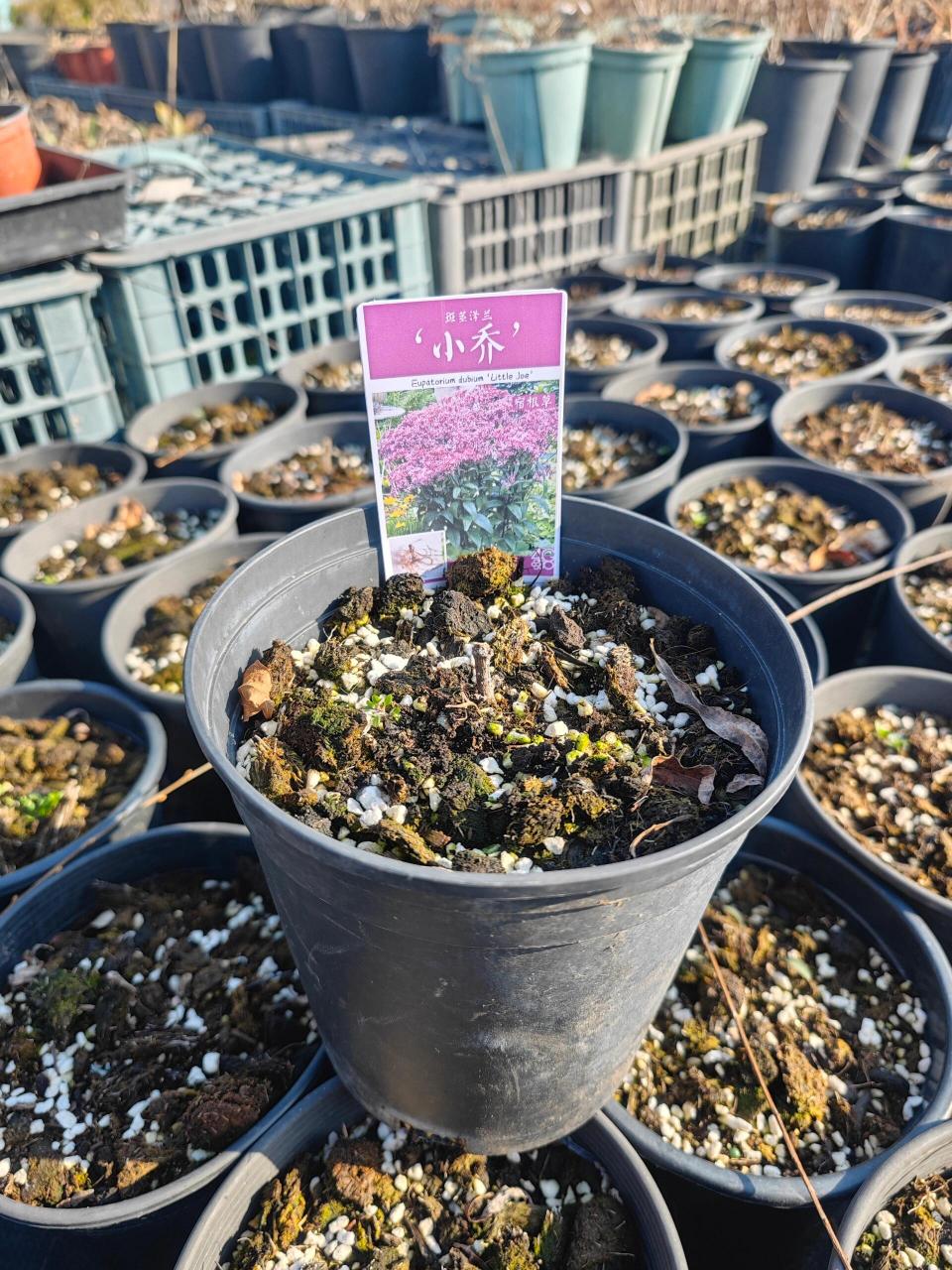 斑茎泽兰"小乔"eupatorium  	 中文名:斑茎泽兰"小乔" 品种名