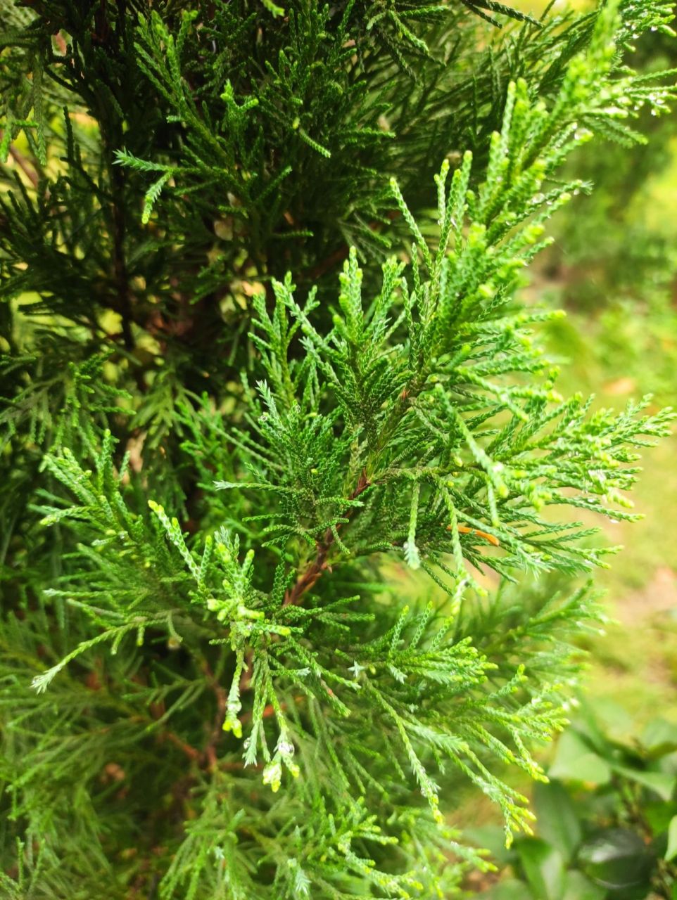闽南植物图鉴⑧圆柏 圆柏,可作景观树.