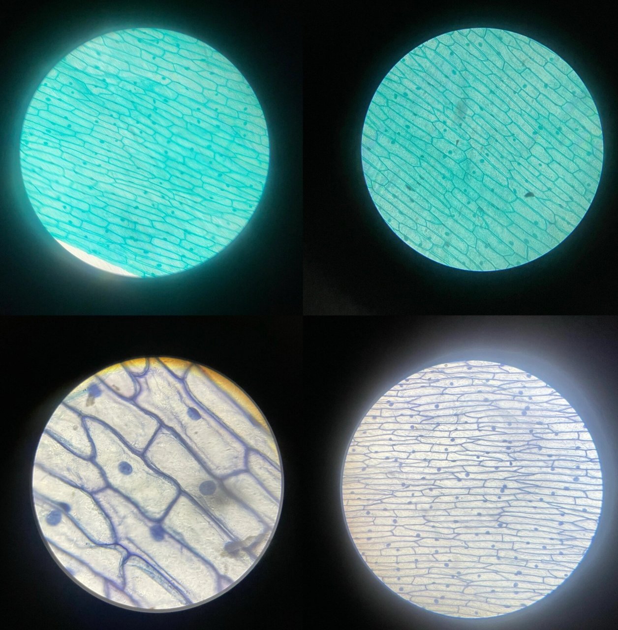 记录学生显微镜下永久装片的洋葱表皮细胞和学生自制的临时装片的洋葱