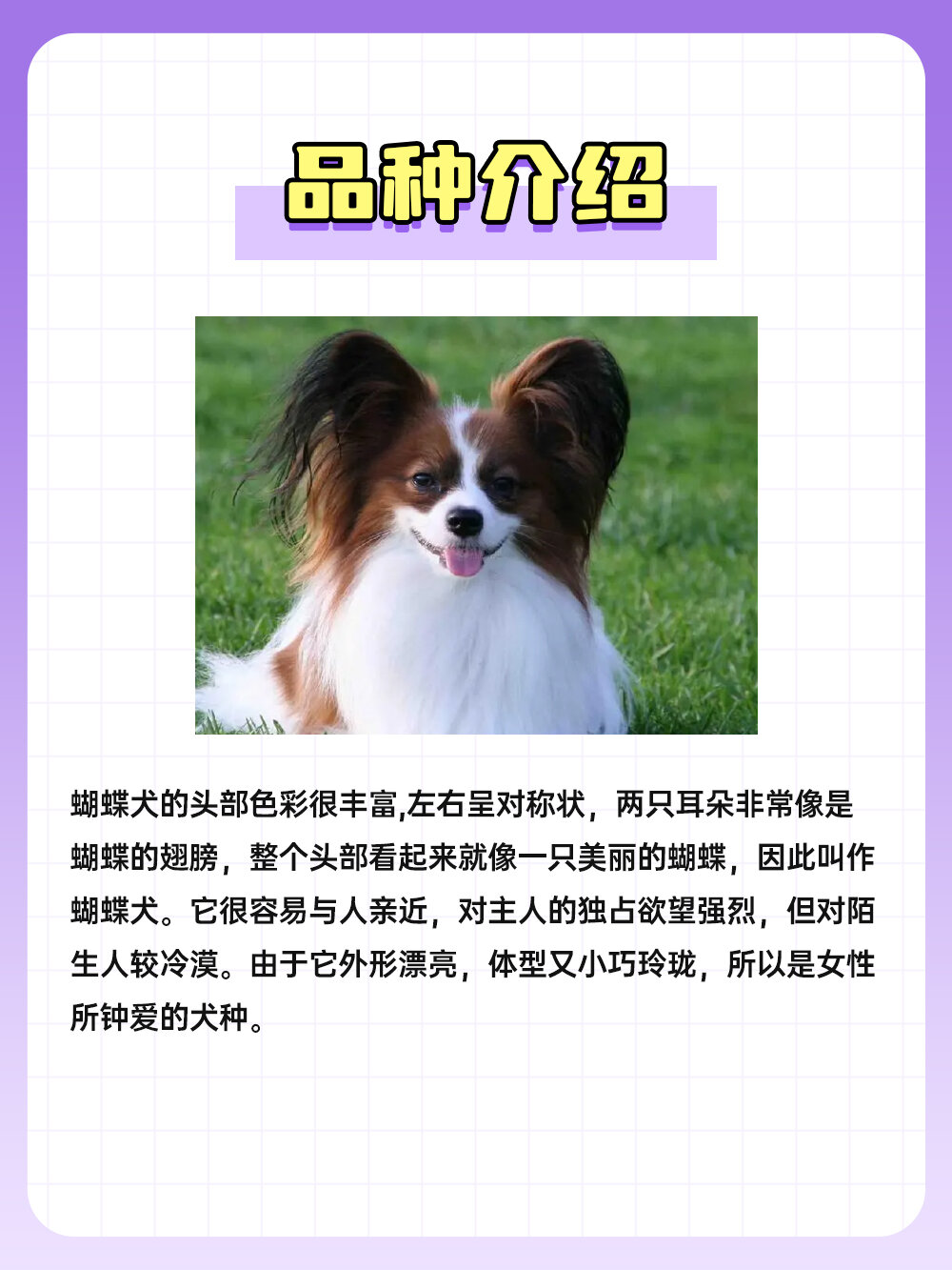 蝴蝶犬的种类和图片图片