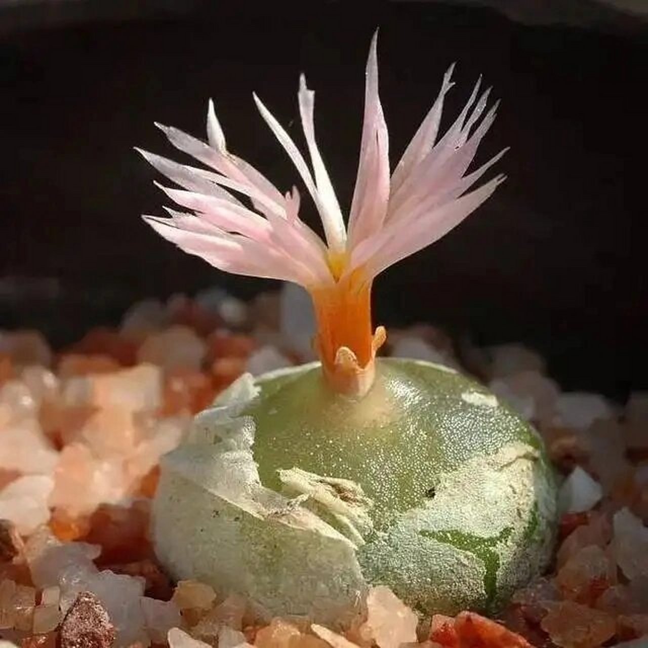 一种多肉  灯泡 每天认识一种多肉  灯泡 	 多肉灯泡是番杏科肉锥花属