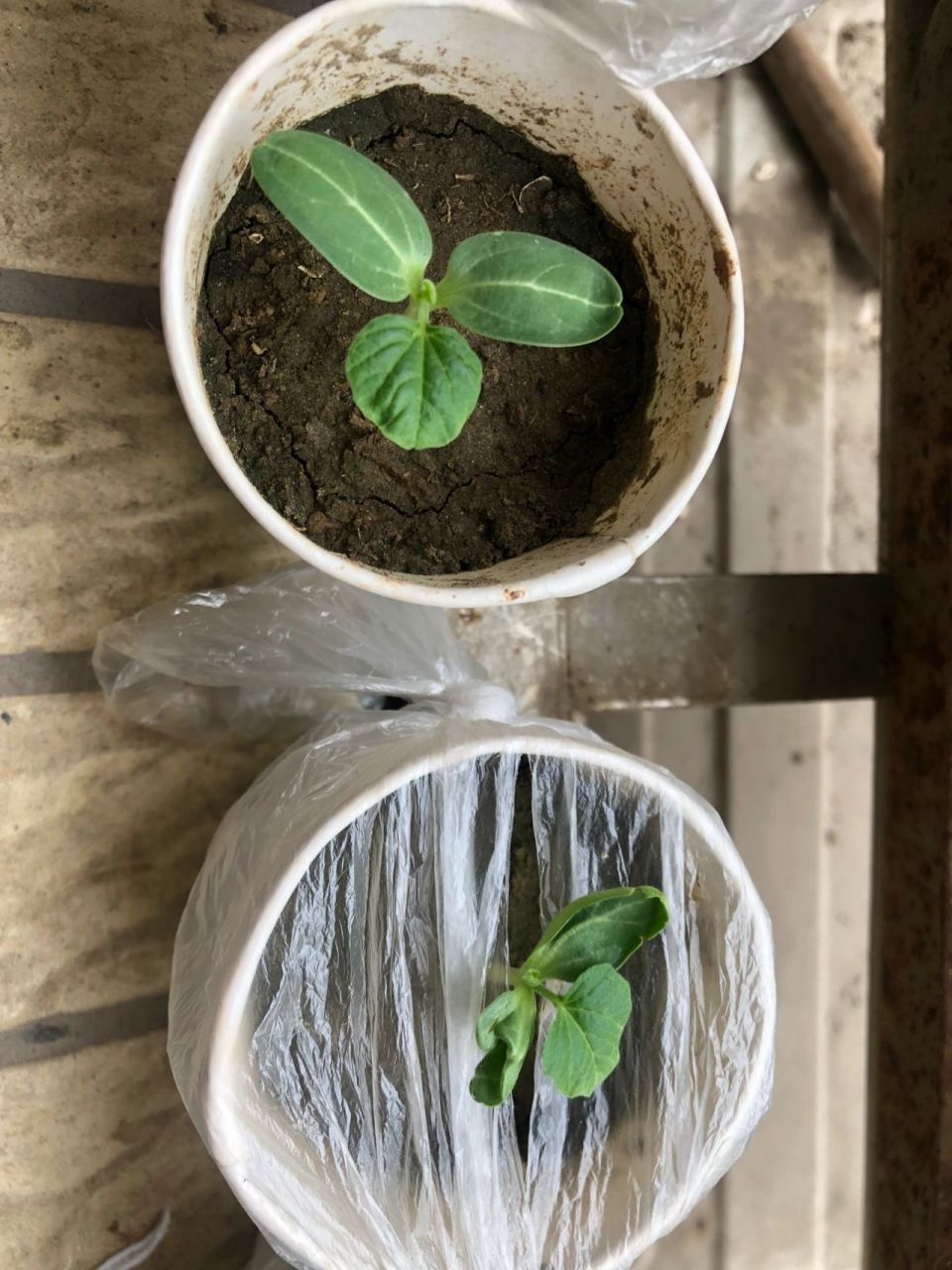 手捻小葫芦种植 育苗期 阳台种葫芦 这是从4月底催芽到今天的葫芦涨势