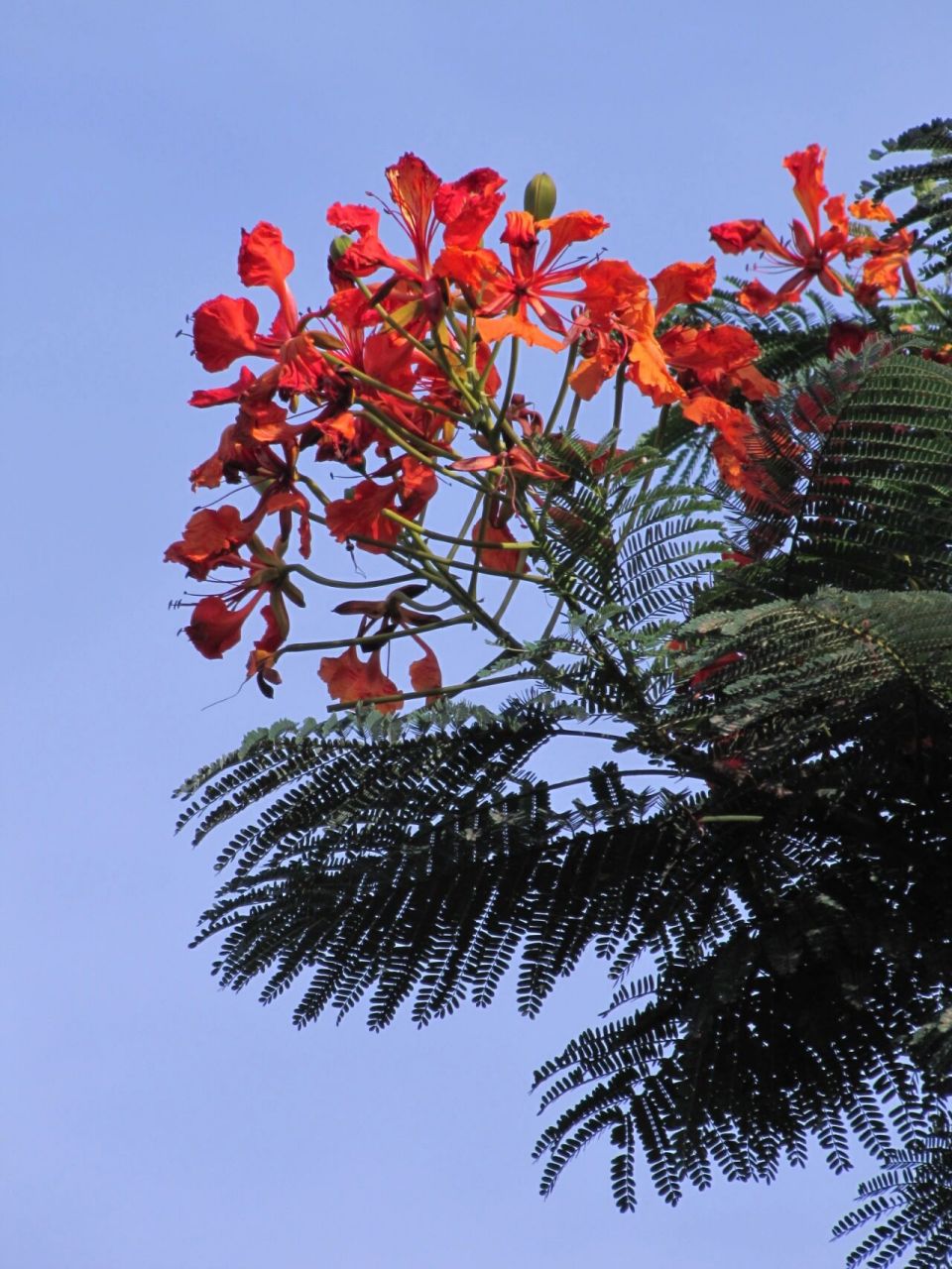厦门的凤凰花8月年二季盛开