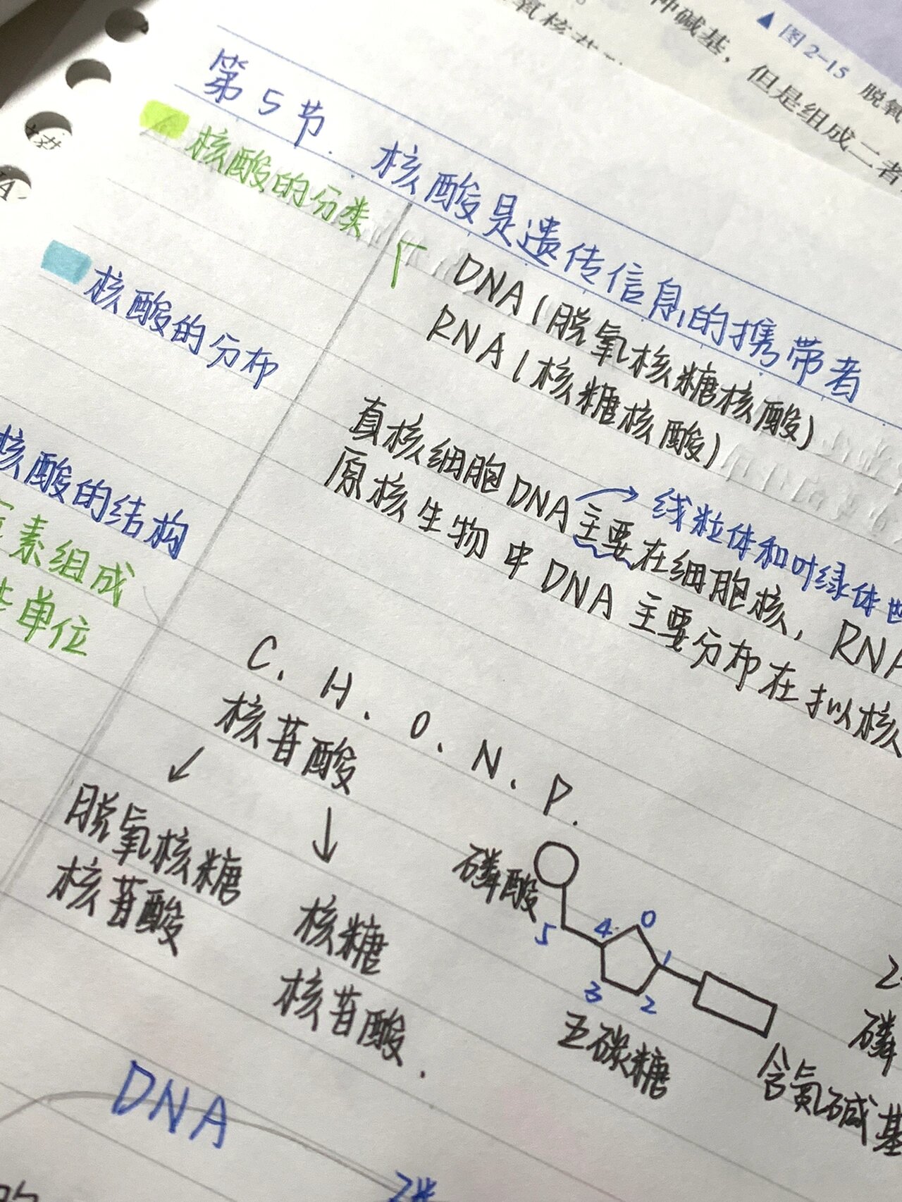 高中生物必修一笔记/核酸