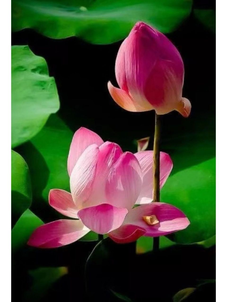 消渴系列用药:中消用药——玉女煎 消渴症患者系列用药(四)/中消用药