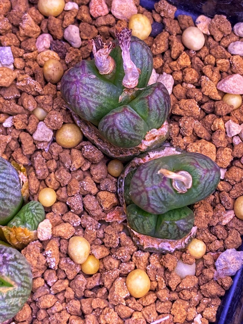 送奶工肉锥,多肉植物 送奶工肉锥,体型大,纹路流畅,确实漂亮