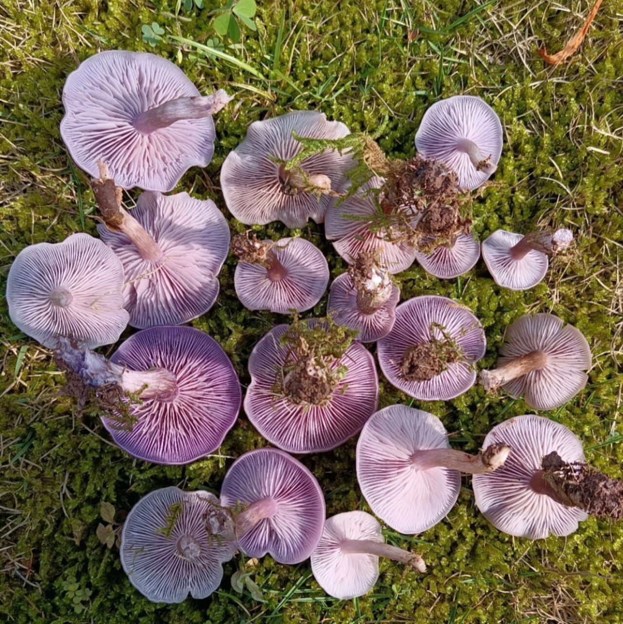 草坪上的野蘑菇 花脸香菇
