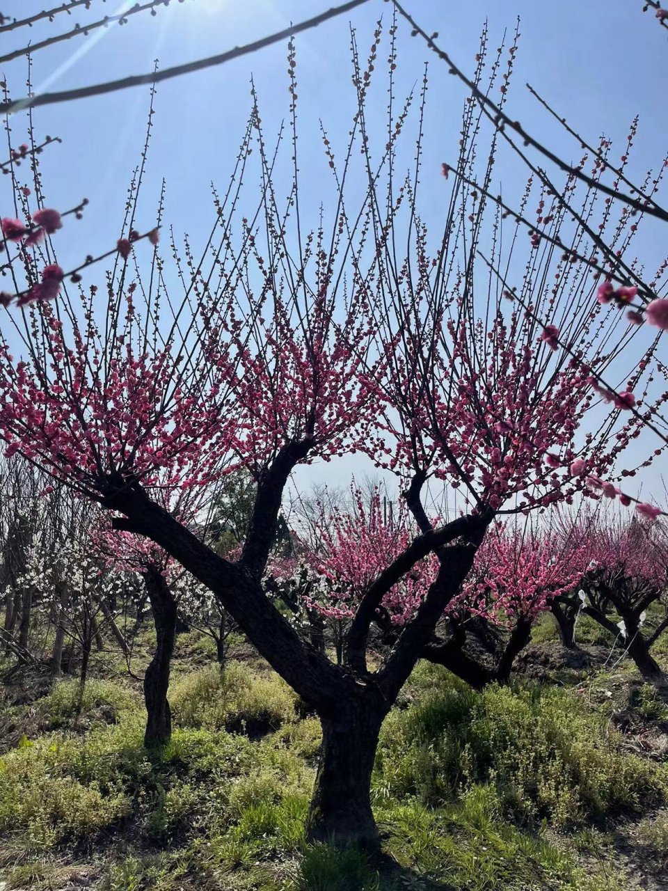 造型红梅 垂枝梅 绿梅 各类原生 造型 老桩红梅 各类垂枝红梅 绿梅