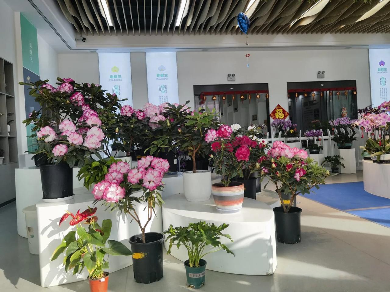 但是这么好的花,一拿到自己家里,就会逐渐枯萎