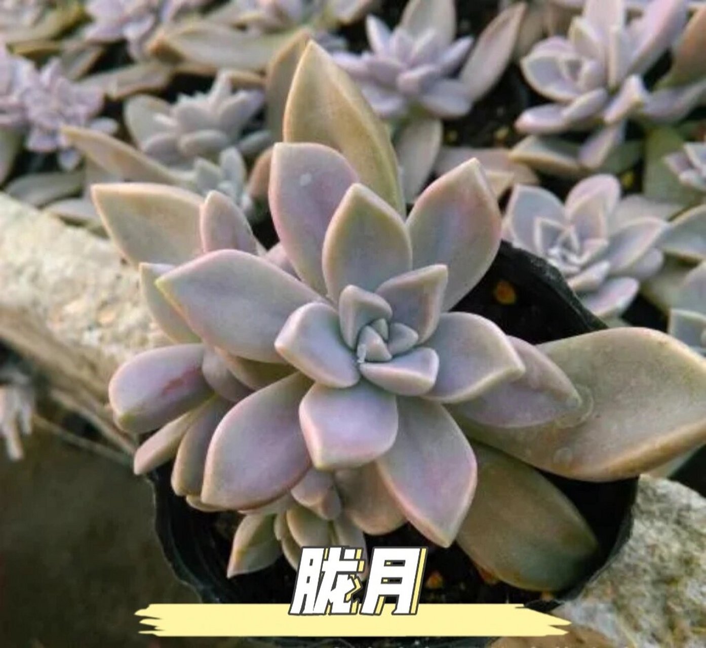 认识多肉-胧月 别名:宝石花 属名:风车草属 原产地:墨西哥 养护条件