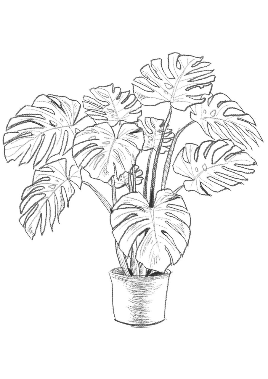 速写-植物002 速写植物练习(有作画步骤噢)