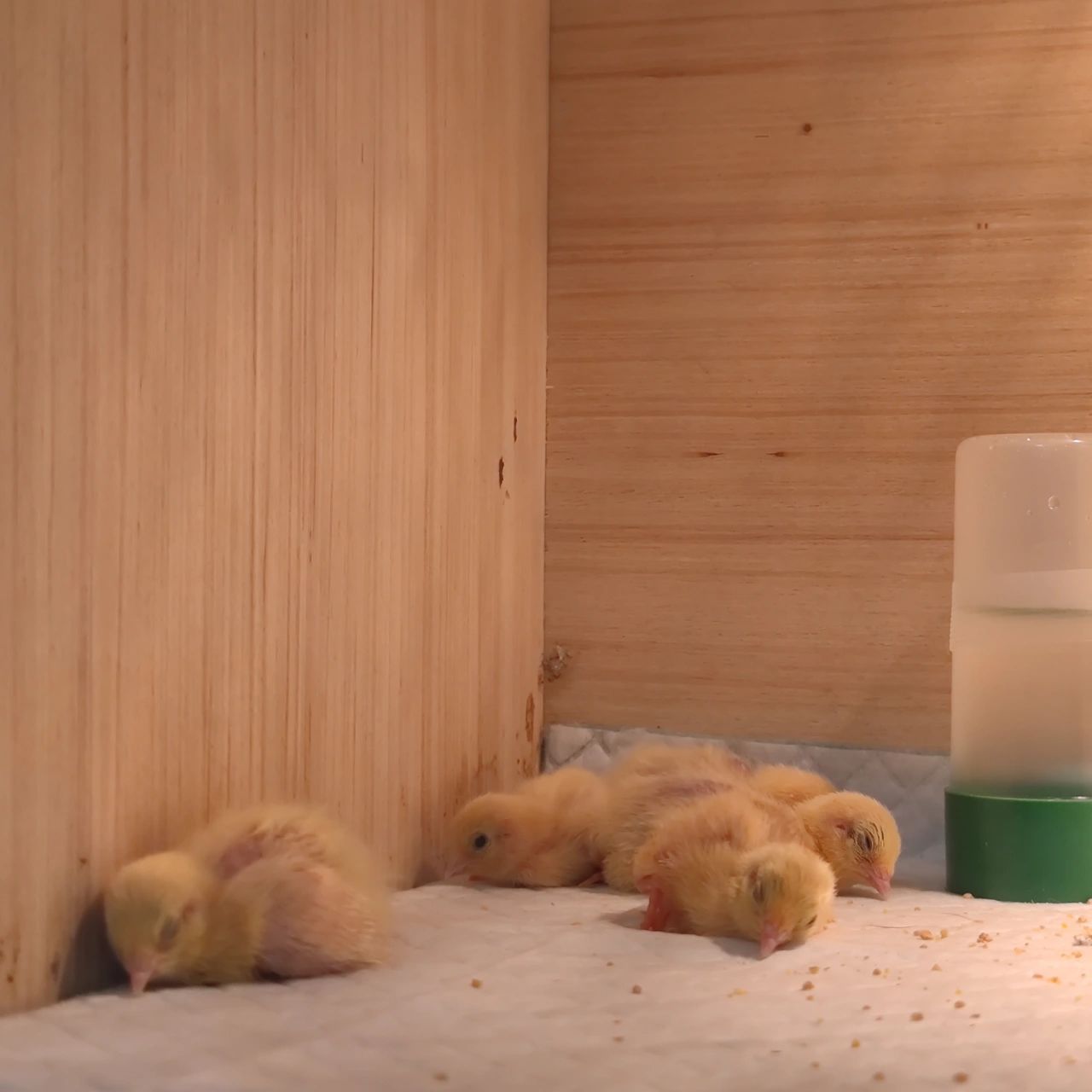 脱温(小鸡要二十天左右才能达到正常体温) 991～3天:37～38度  50w