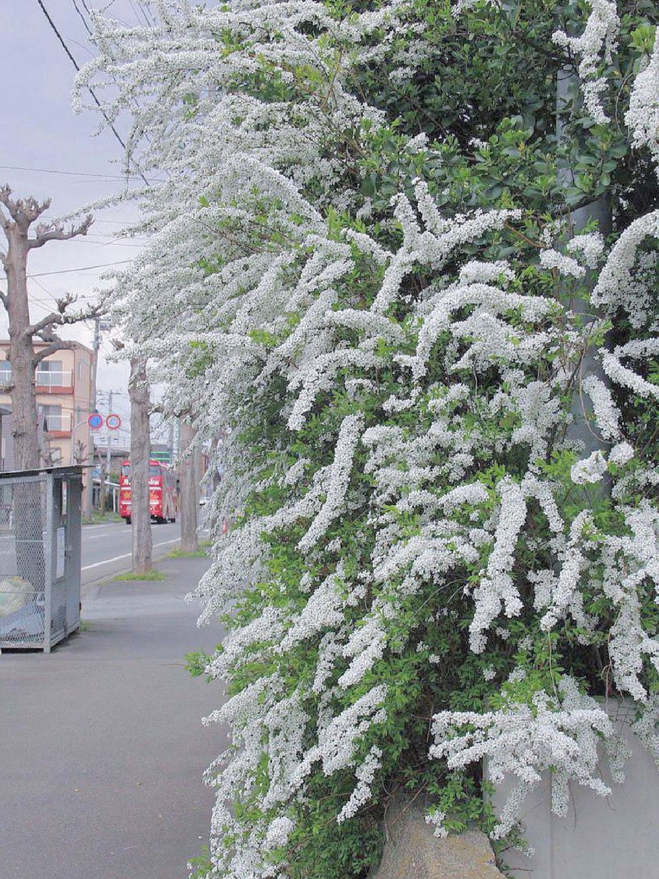 【每日一花】绣线菊 别名柳叶绣线菊,蚂蝗草. 花语是祈福,努力.