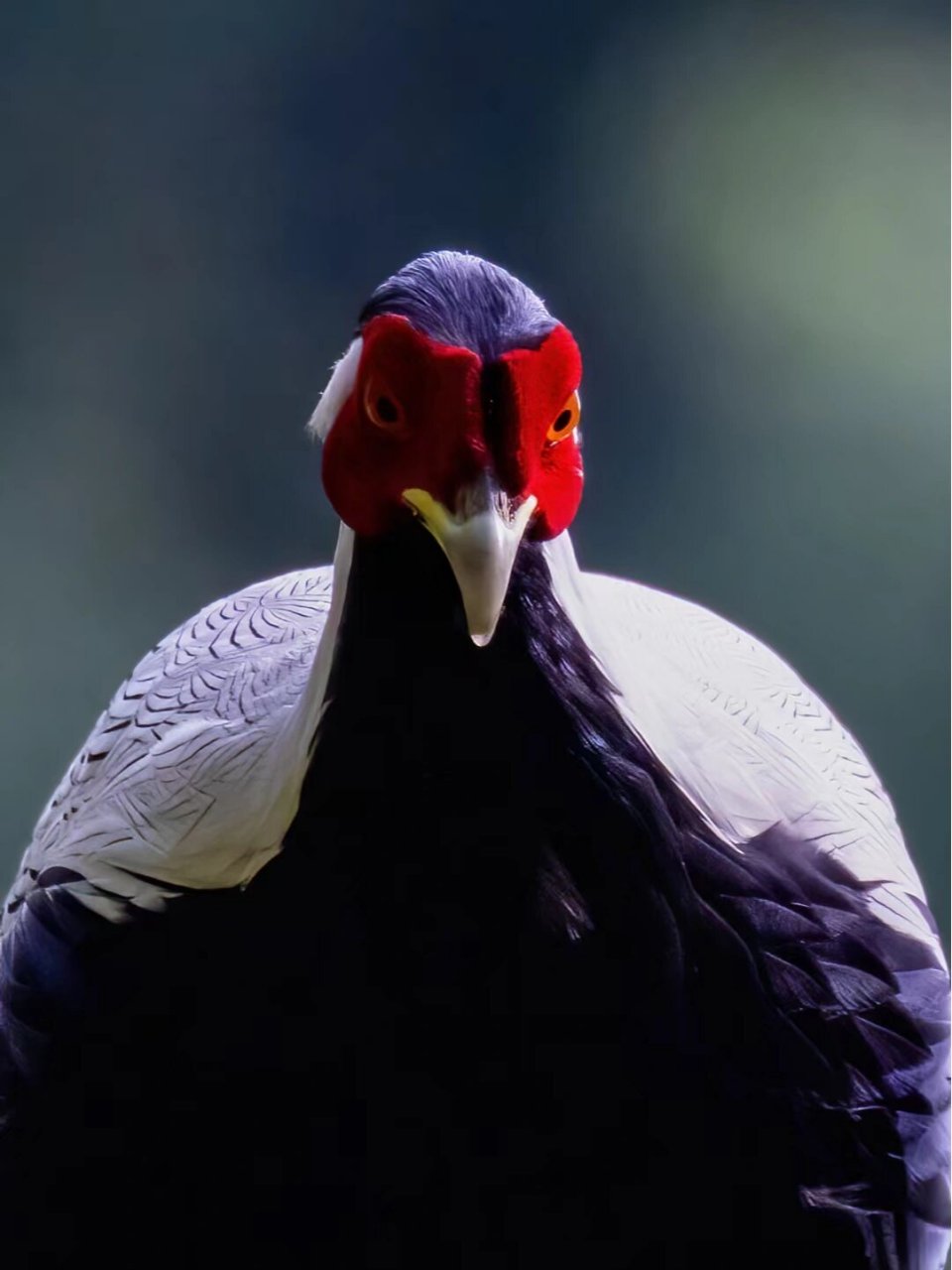 又名银鸡,银雉,越鸟,越禽,白雉icon.