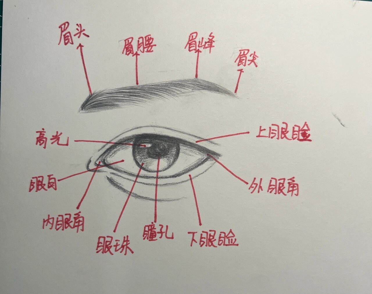 最全眉毛眼睛分解结构画法说明